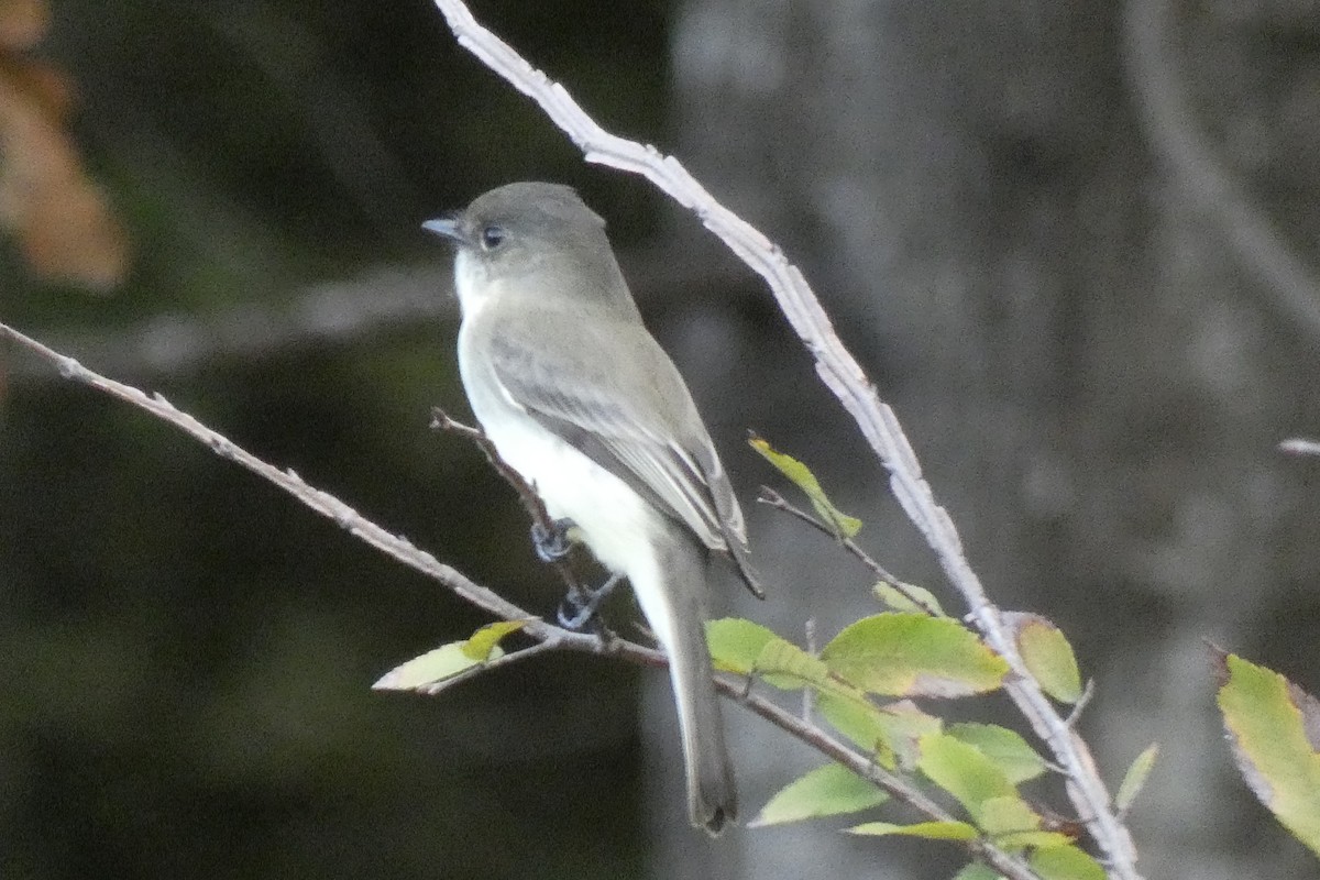 Eastern Phoebe - Susan Kennedy