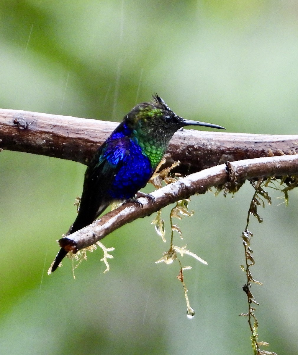 Crowned Woodnymph - ML610322028