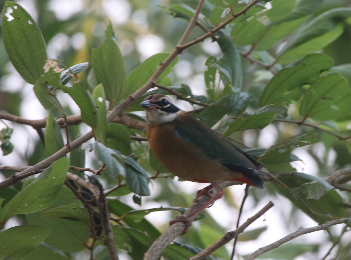 Indian Pitta - ML610322279