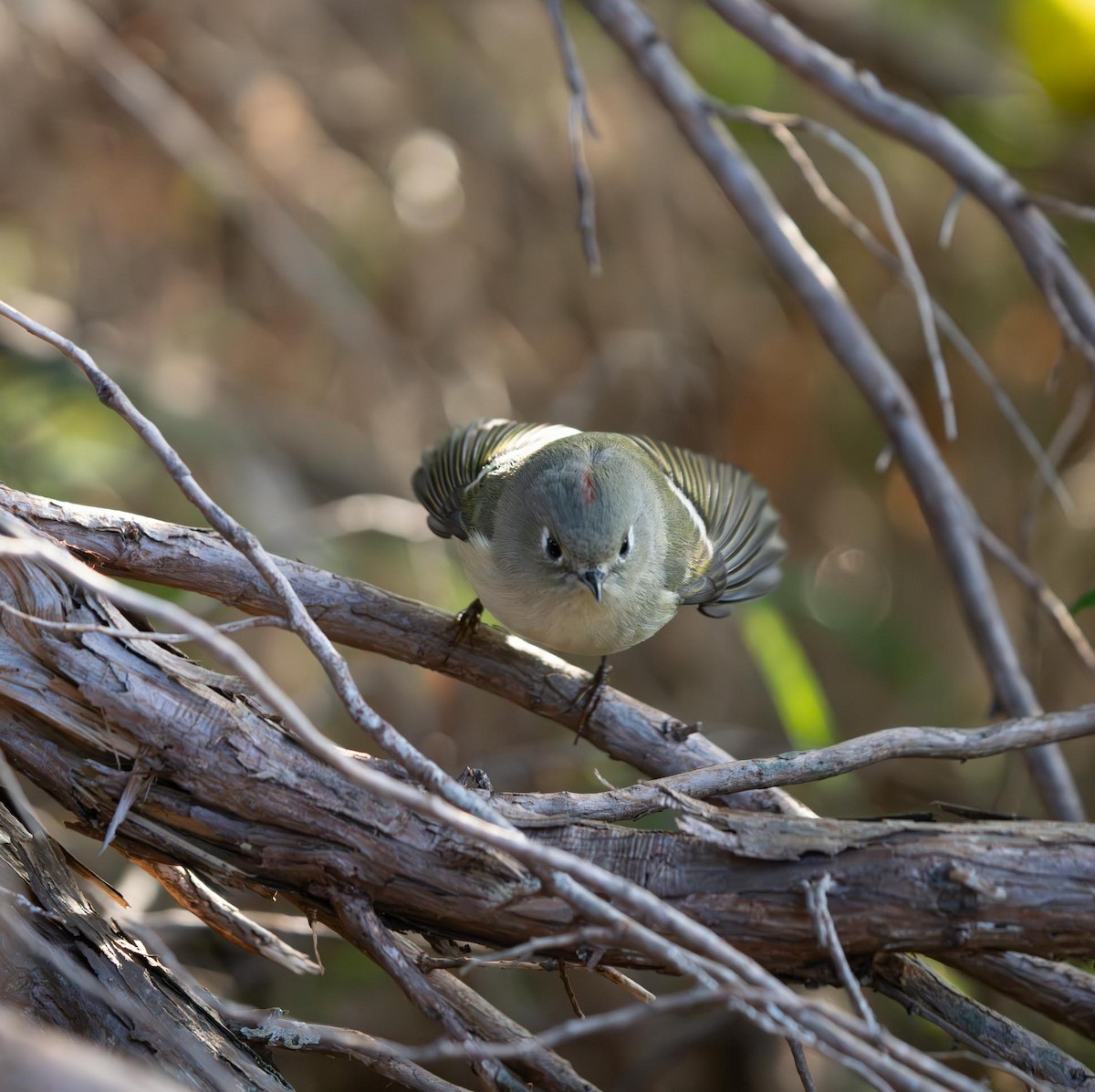 Gözlüklü Çalıkuşu - ML610322317