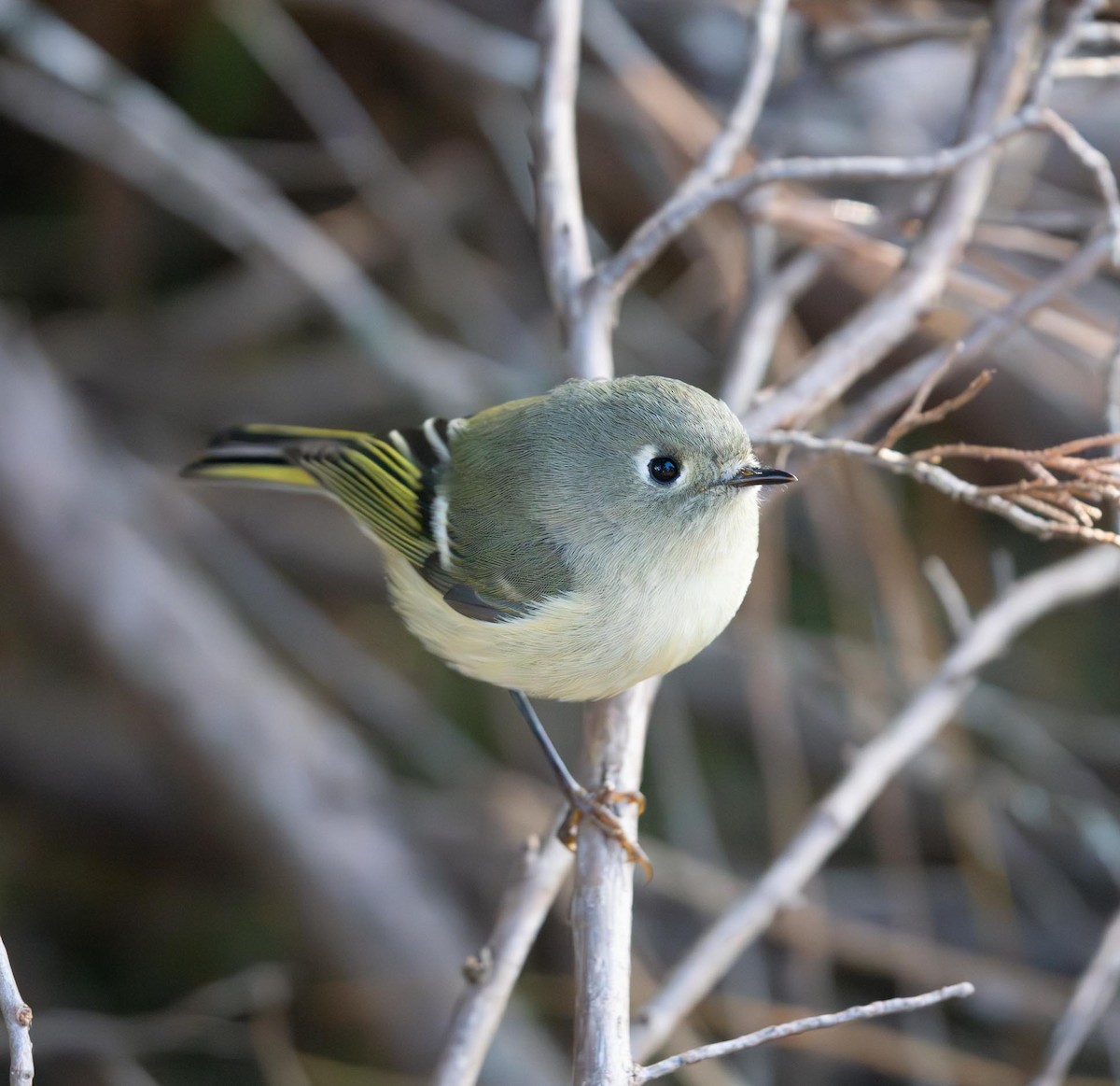 Gözlüklü Çalıkuşu - ML610322318