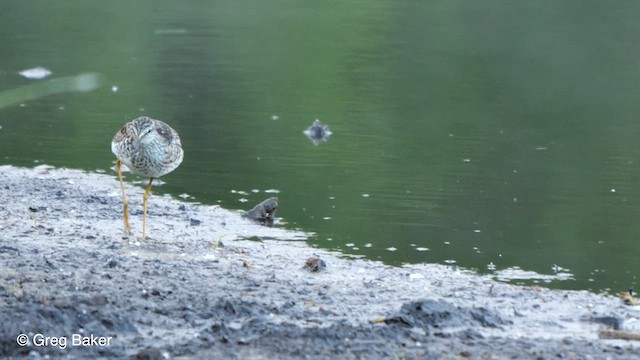 Lesser Yellowlegs - ML610322431