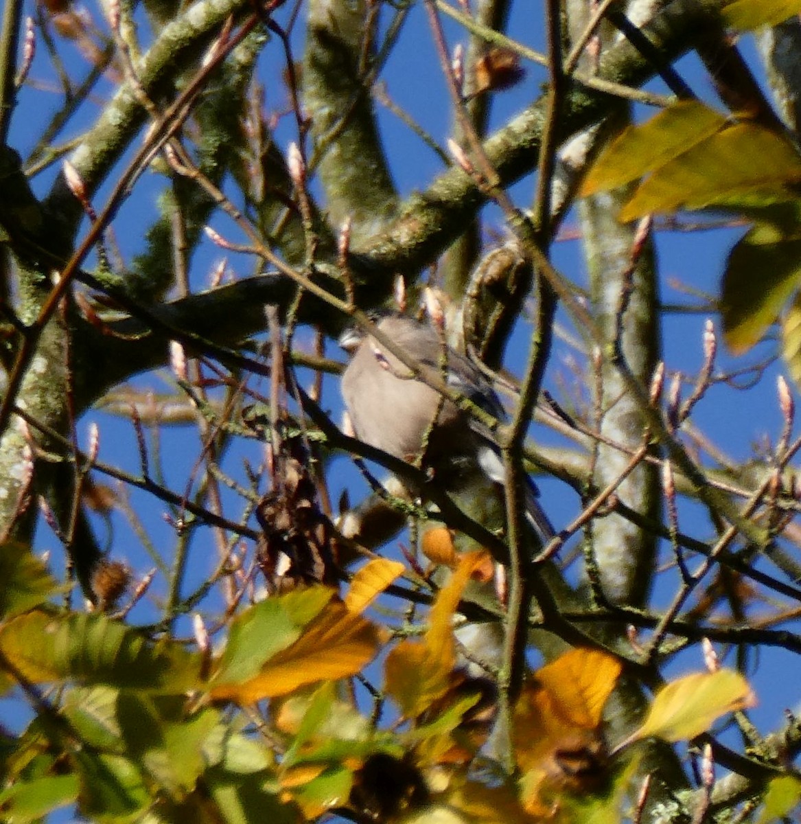 Eurasian Bullfinch - ML610322581