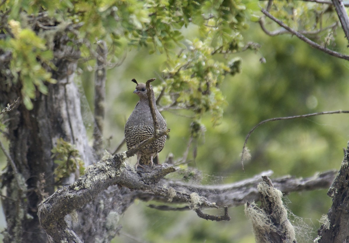 California Quail - ML610322695