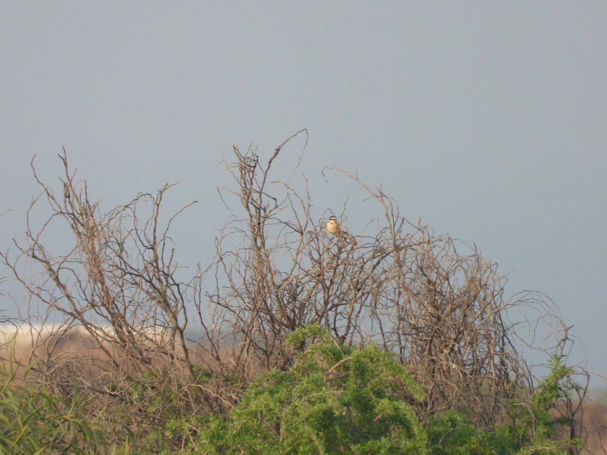 Masked Shrike - ML610322738