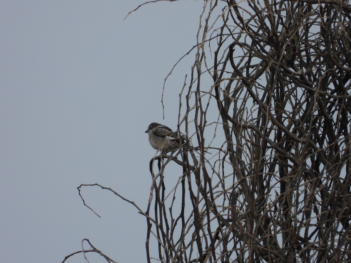 Masked Shrike - ML610322739