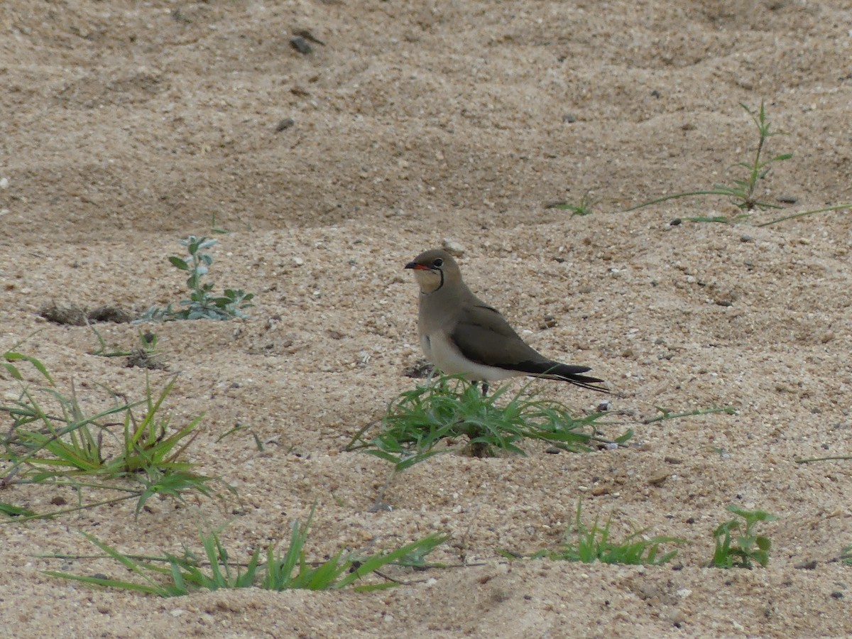 Collared Pratincole - ML610322861