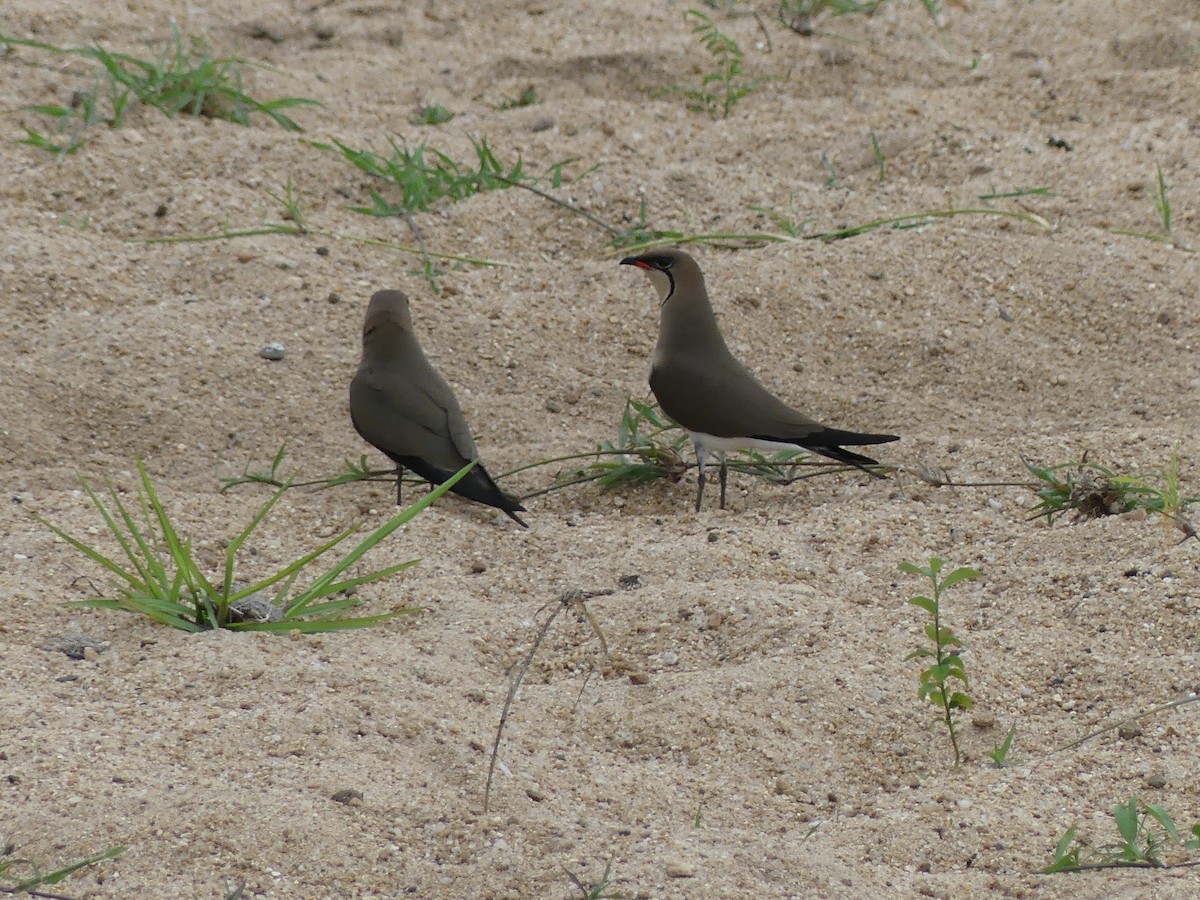 Collared Pratincole - ML610322862