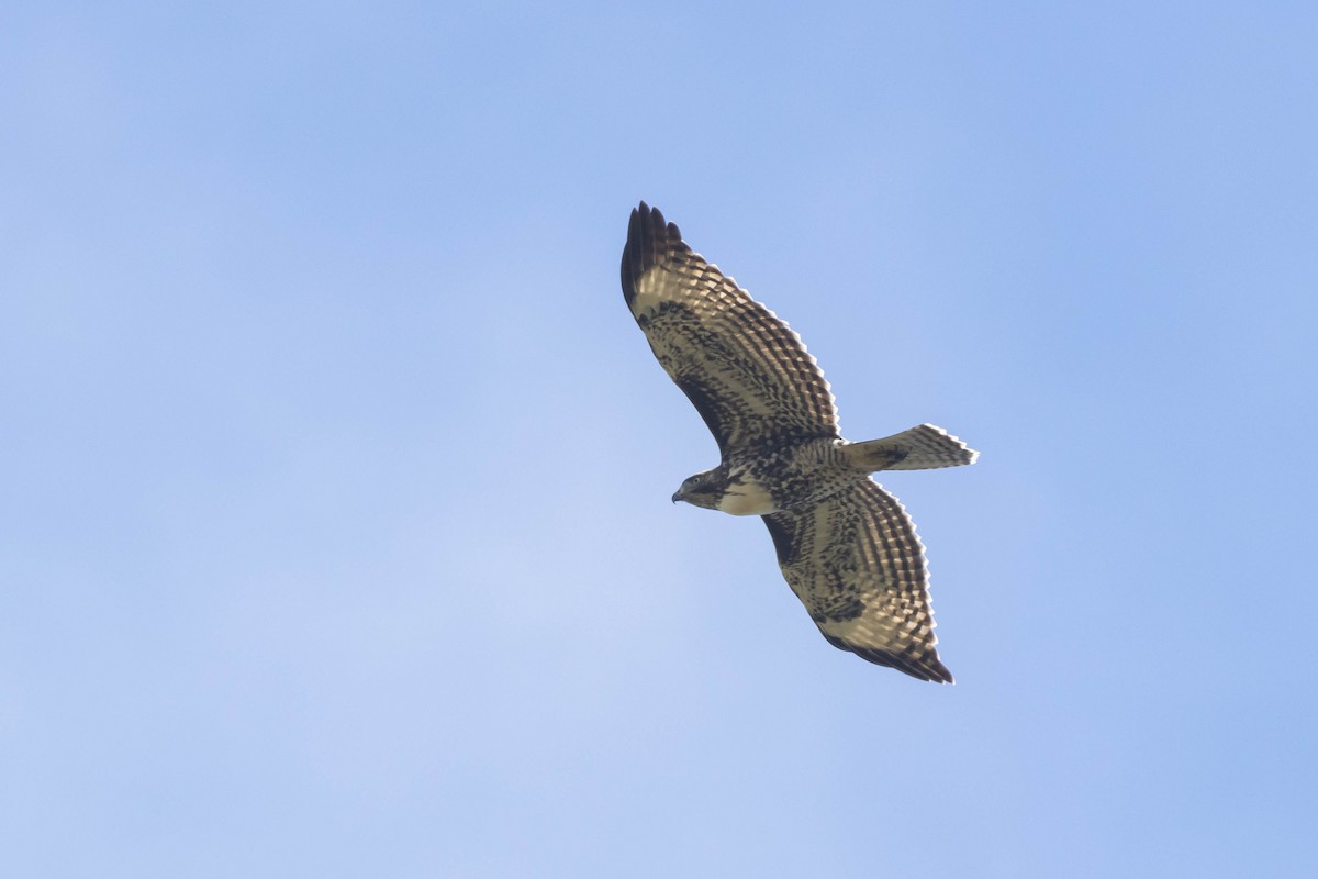 Red-tailed Hawk (calurus/alascensis) - ML610322902
