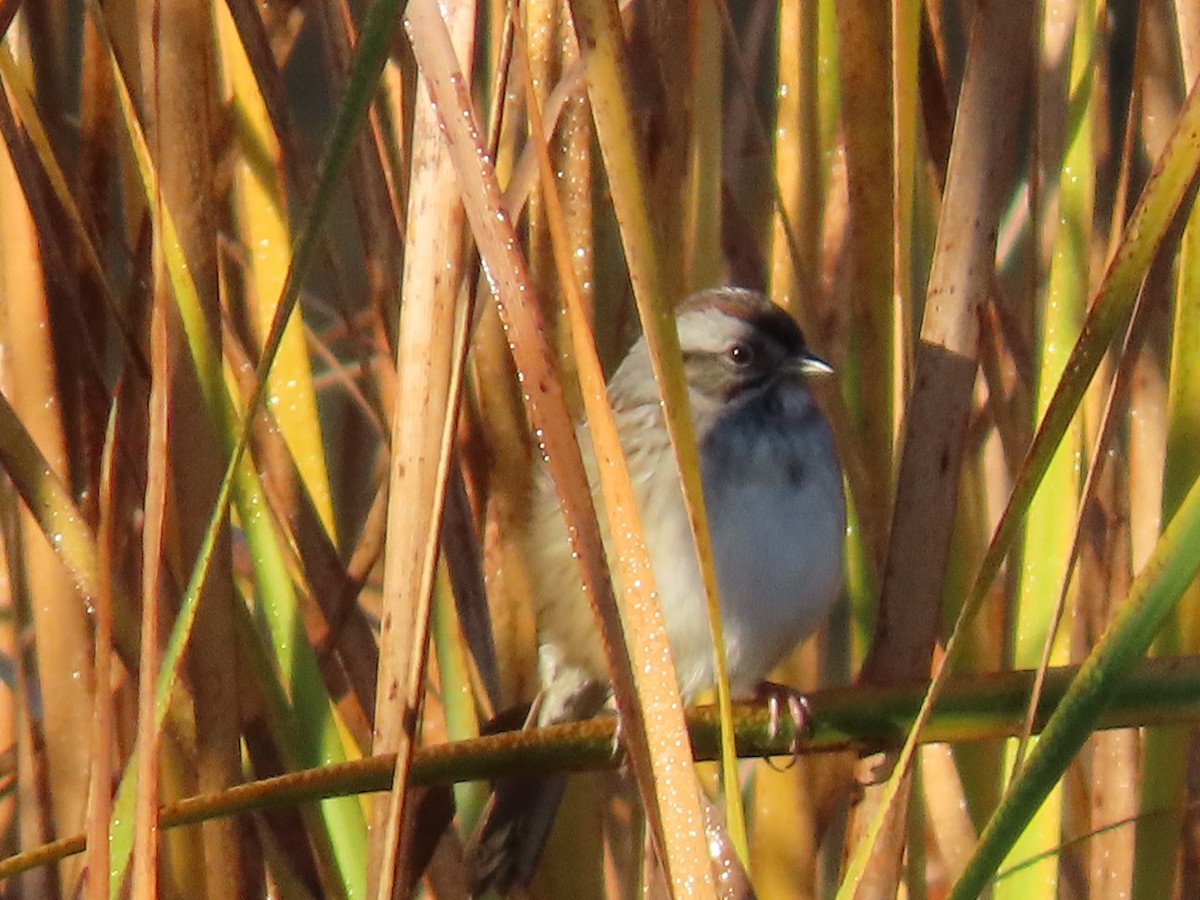 Swamp Sparrow - ML610322986
