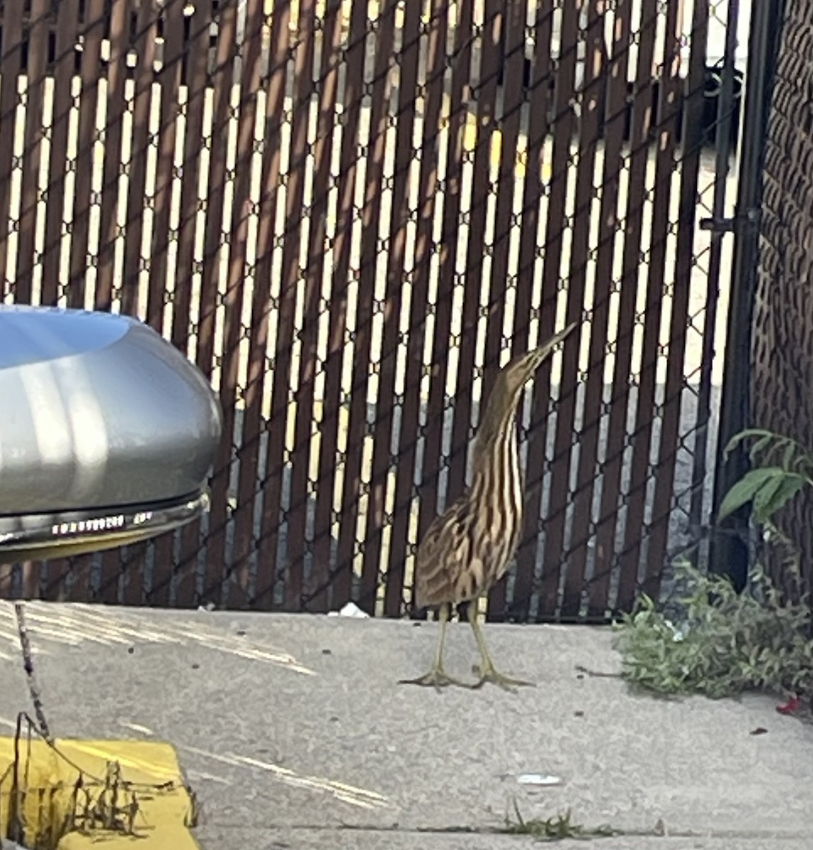 American Bittern - ML610322989