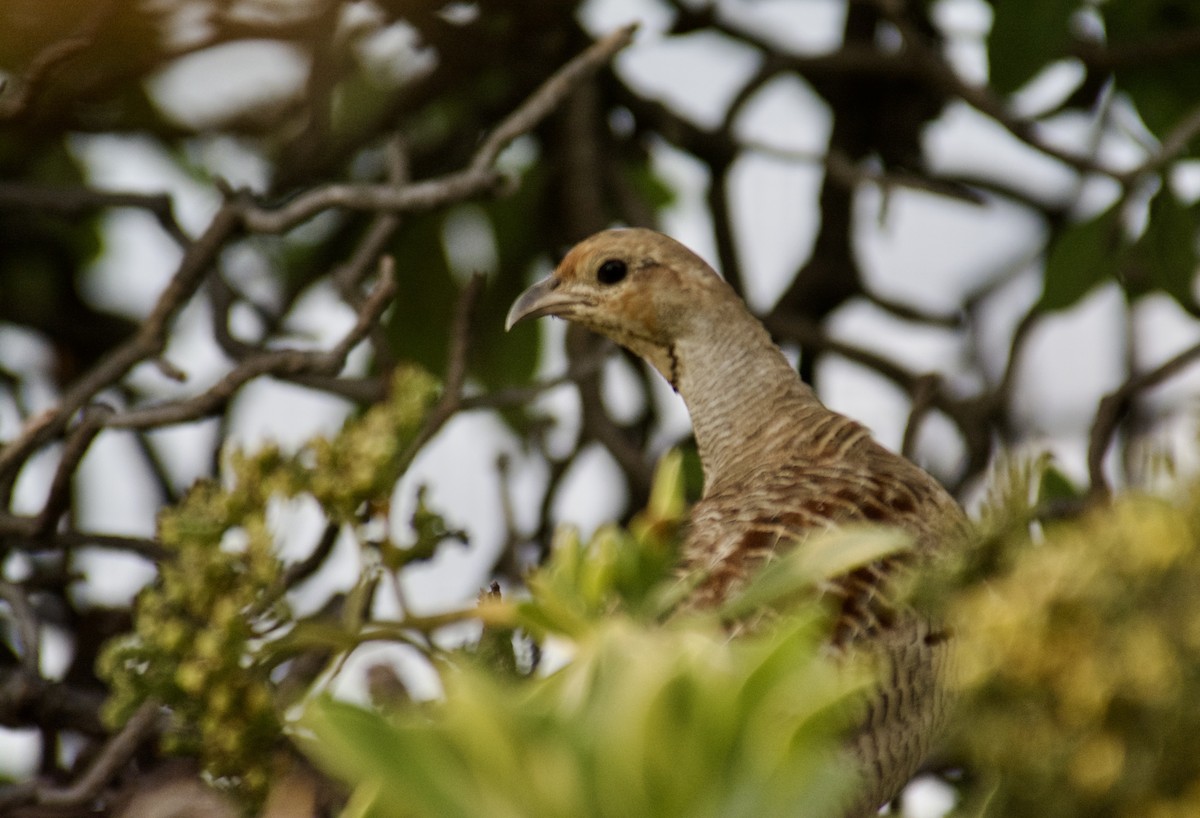 Gray Francolin - ML610323022