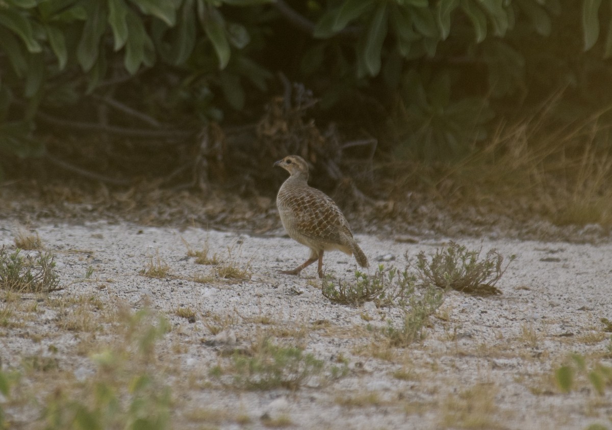 Gray Francolin - ML610323037