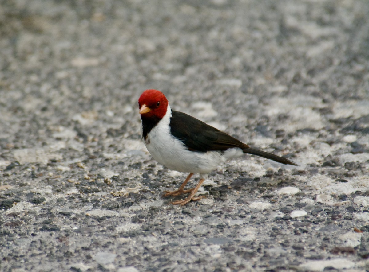 Yellow-billed Cardinal - ML610323043