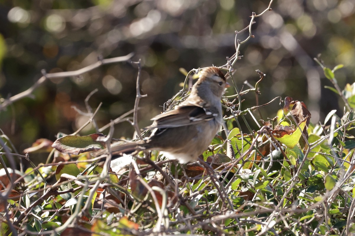 White-crowned Sparrow (leucophrys) - ML610323075