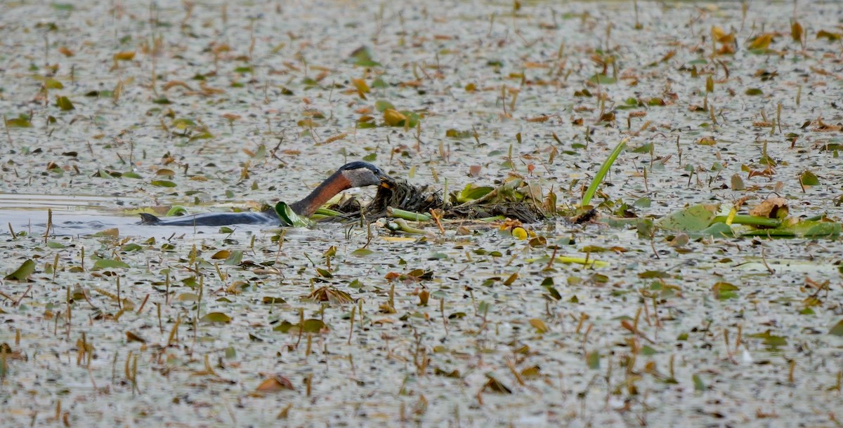 Red-necked Grebe - Greg Baker