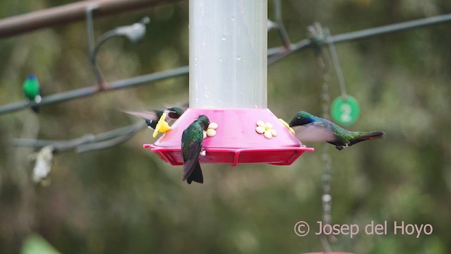 Colibrí de Mulsant - ML610323185