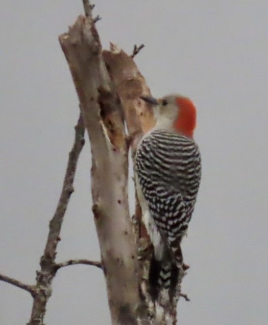 Red-bellied Woodpecker - Jimma Byrd