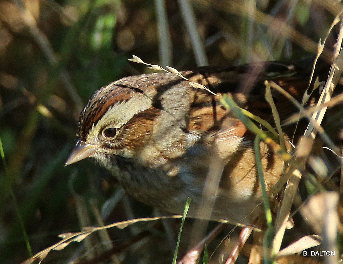 Swamp Sparrow - Bill Dalton