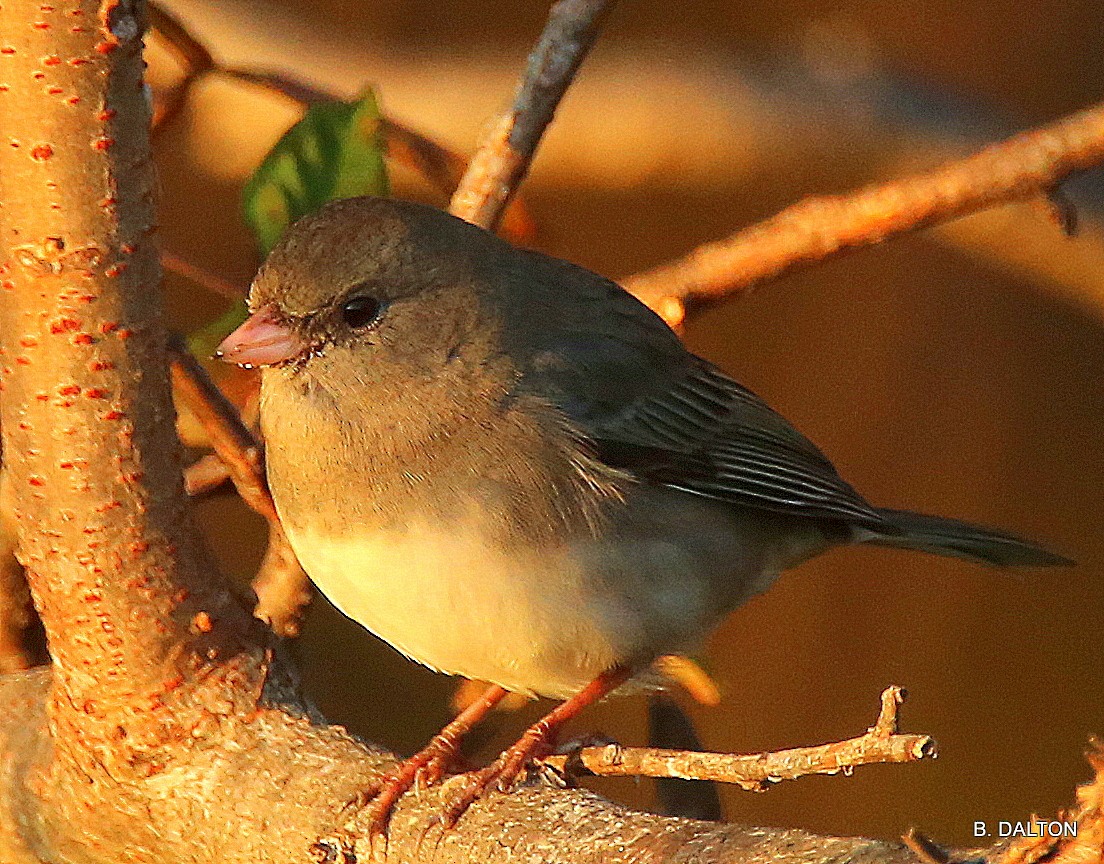 Dark-eyed Junco - Bill Dalton