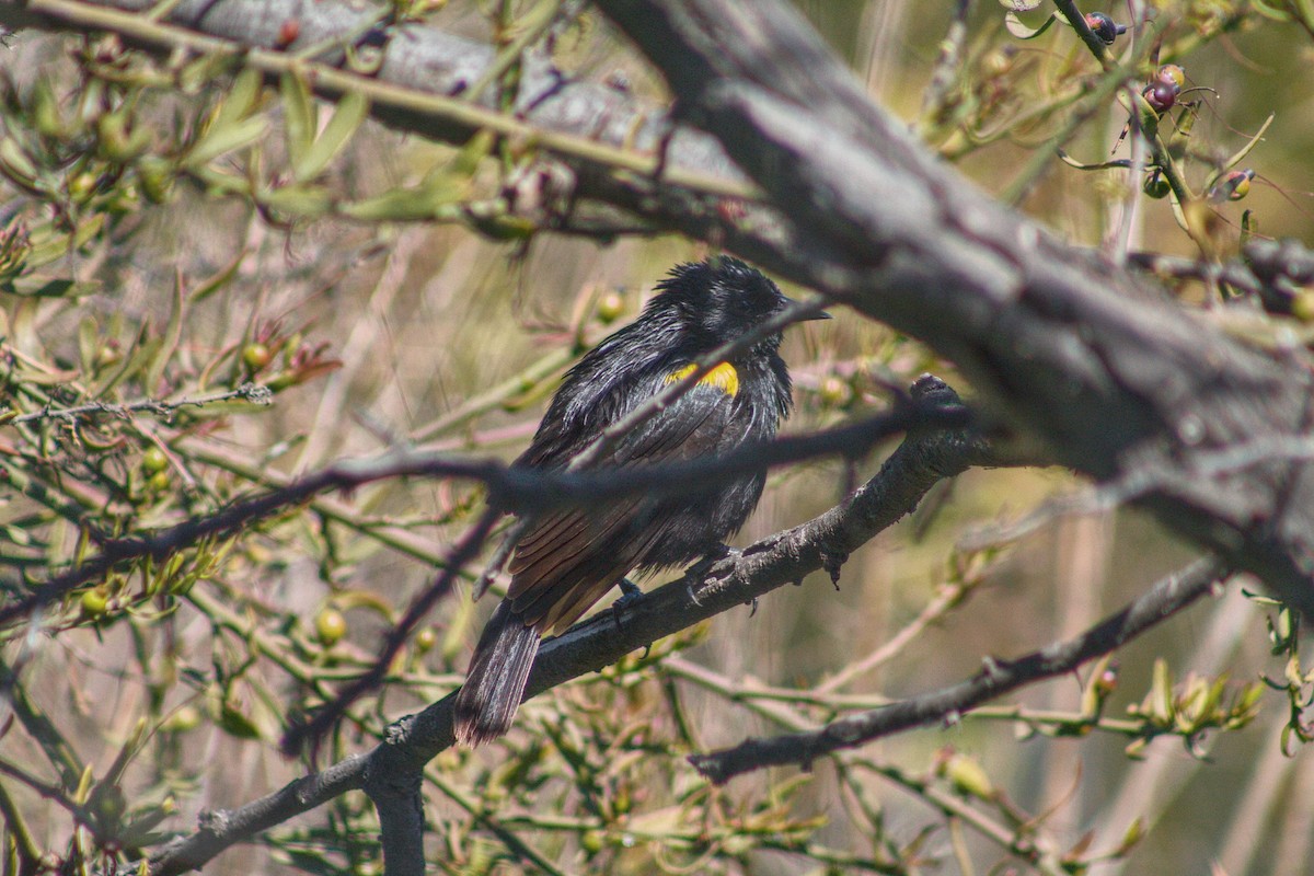 Yellow-winged Blackbird - ML610323320