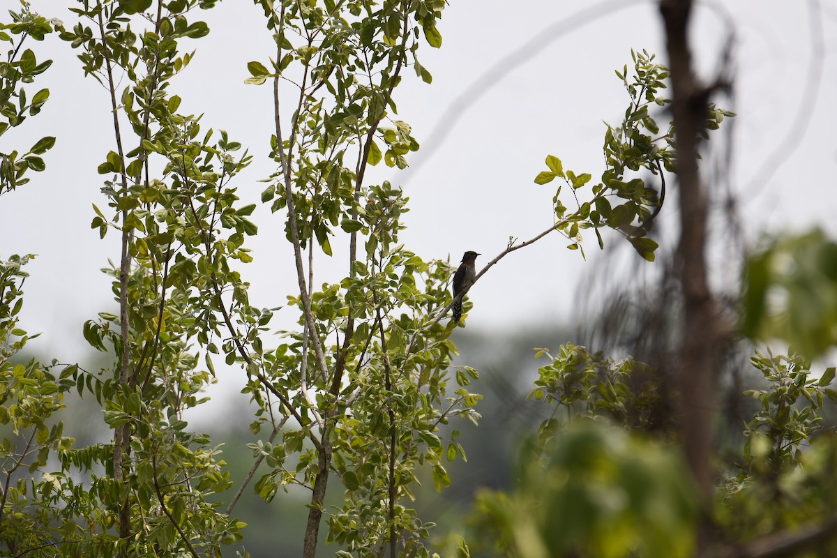 Gray-bellied Cuckoo - Sreedevi A