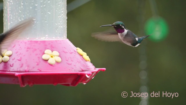 White-bellied Woodstar - ML610323443