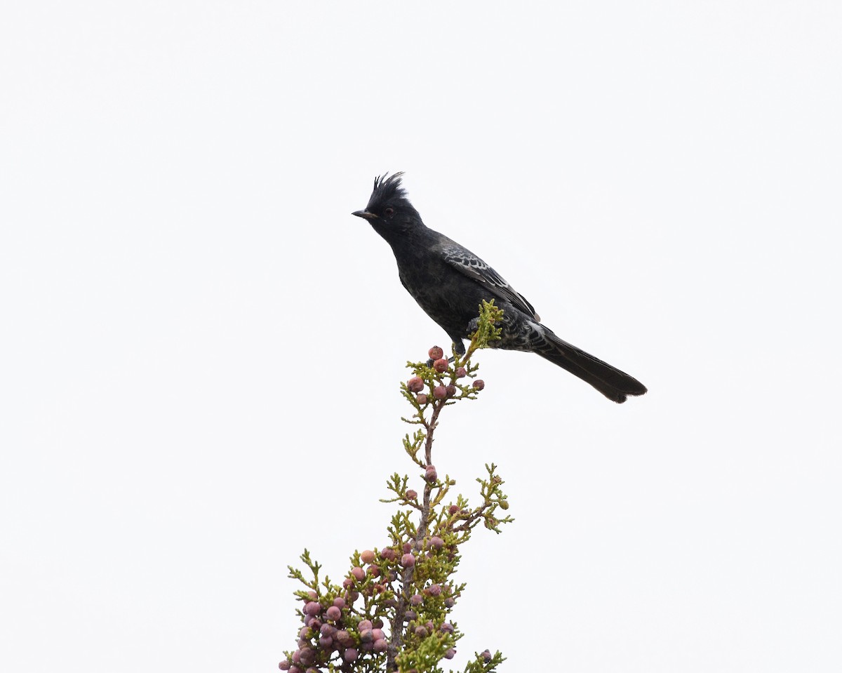 Phainopepla - David de Rivera Tønnessen