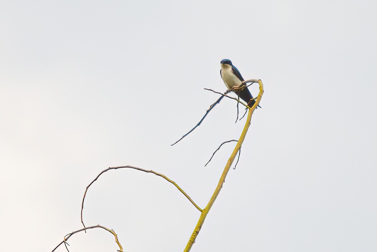 Blue-and-white Swallow - Jaap Velden