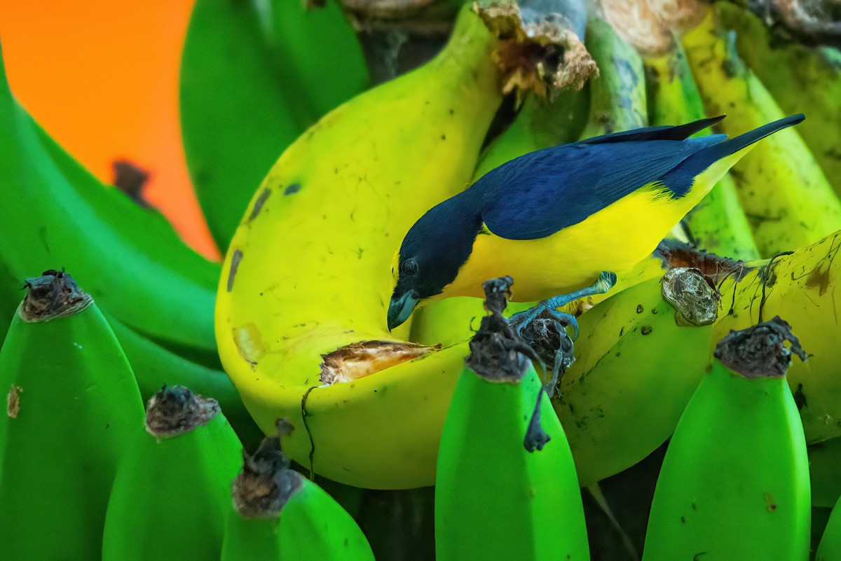 Thick-billed Euphonia - ML610323475