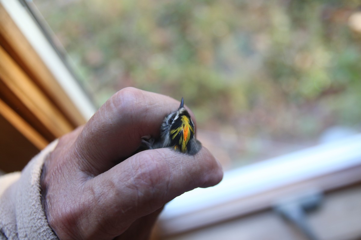 Golden-crowned Kinglet - gary lee