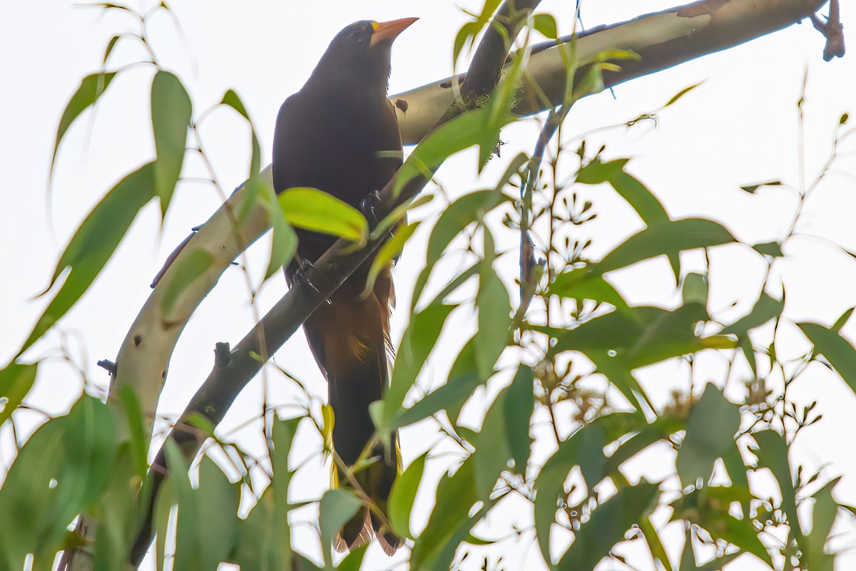 Russet-backed Oropendola - Jaap Velden