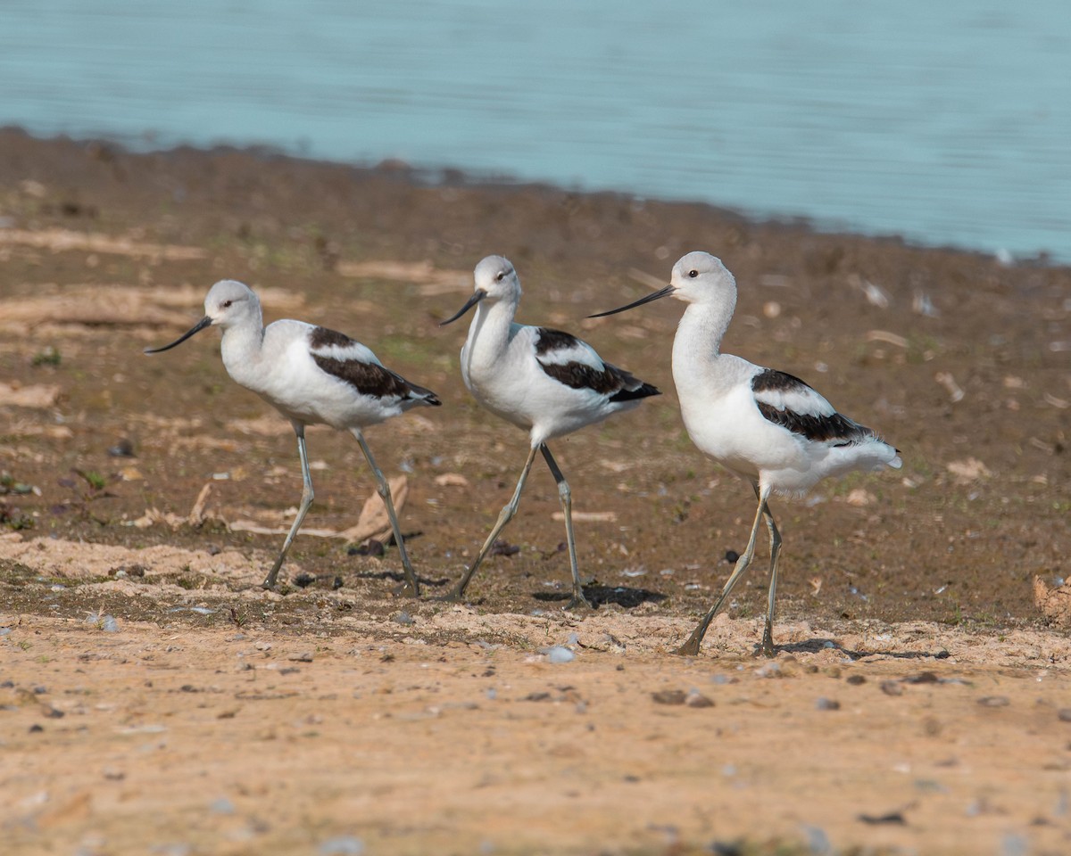 American Avocet - ML610323518
