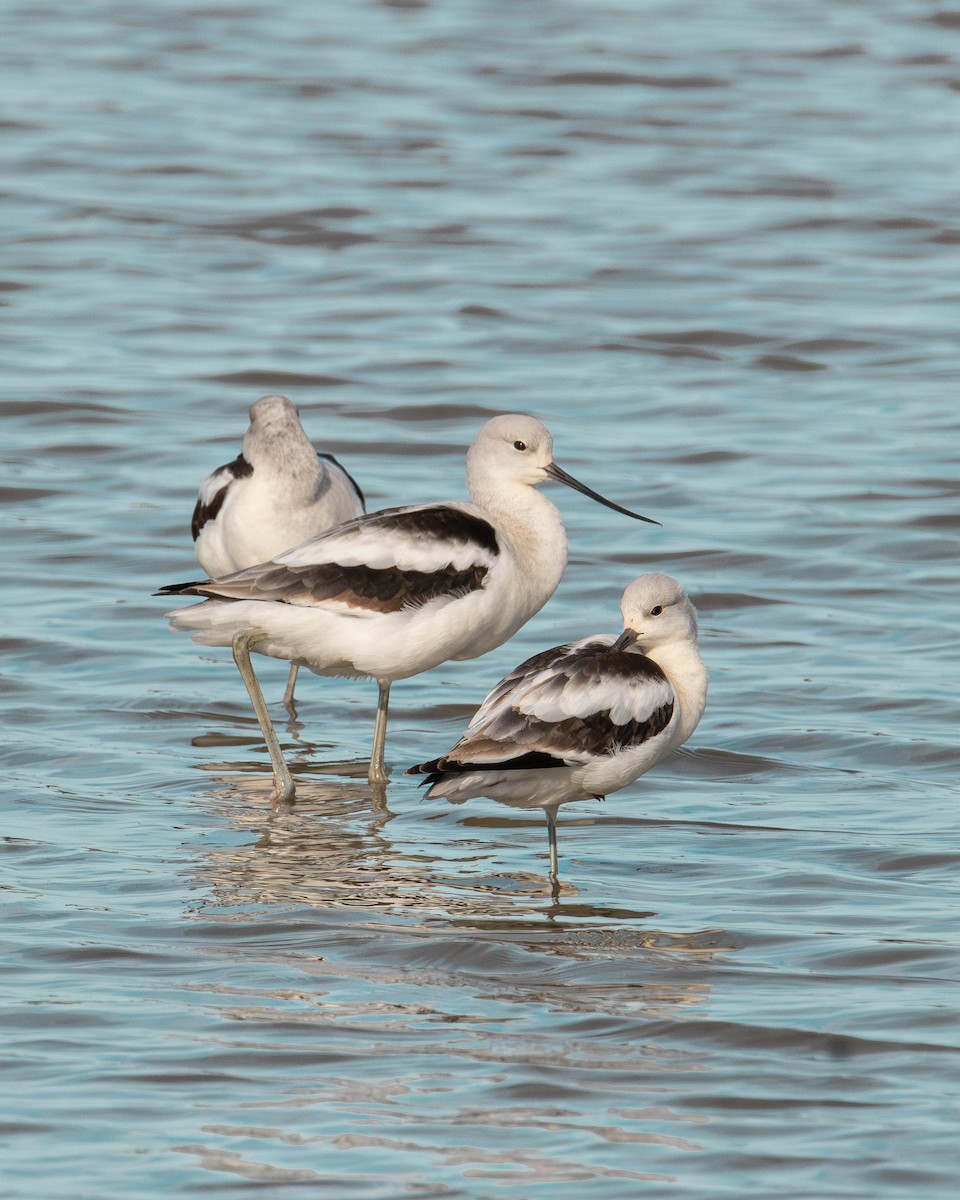 American Avocet - ML610323519
