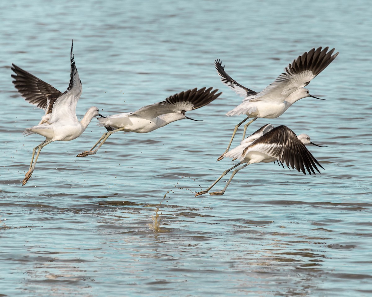 American Avocet - ML610323520