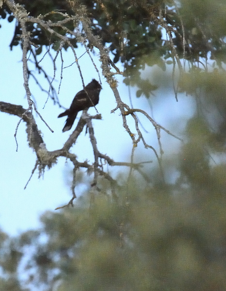 Eurasian Nightjar - ML610323550