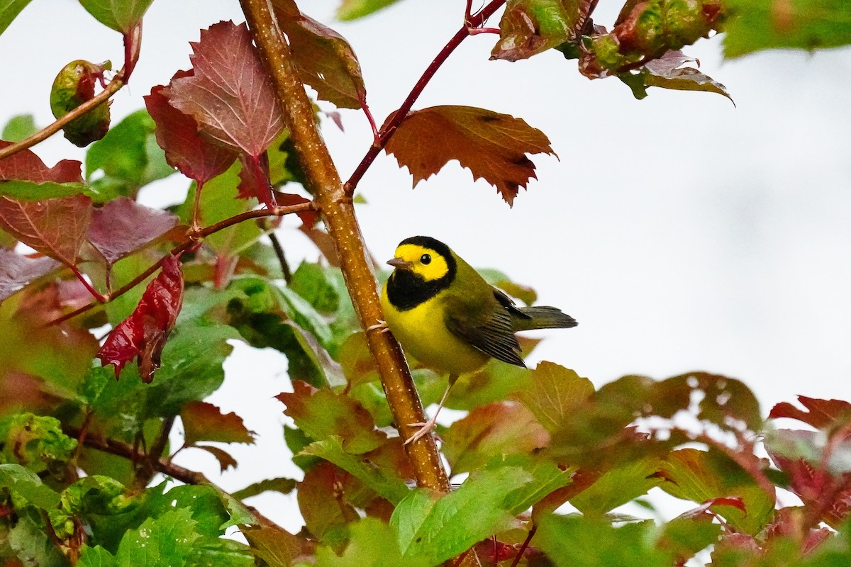 Hooded Warbler - ML610323633