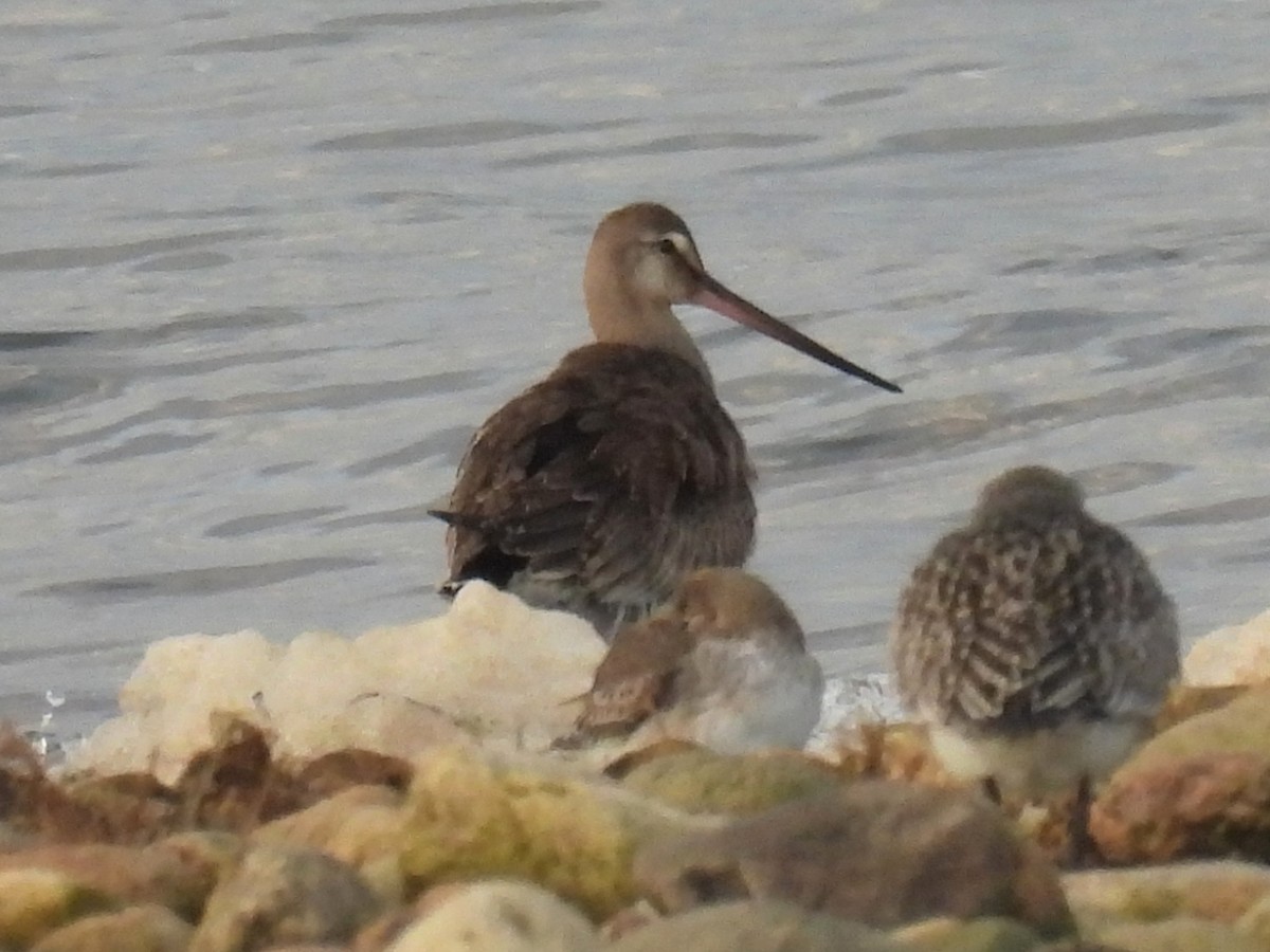 Hudsonian Godwit - ML610323690