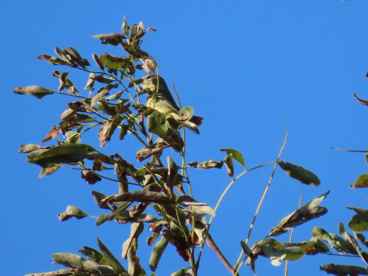 Orange-crowned Warbler - Woody & Rae Dubois