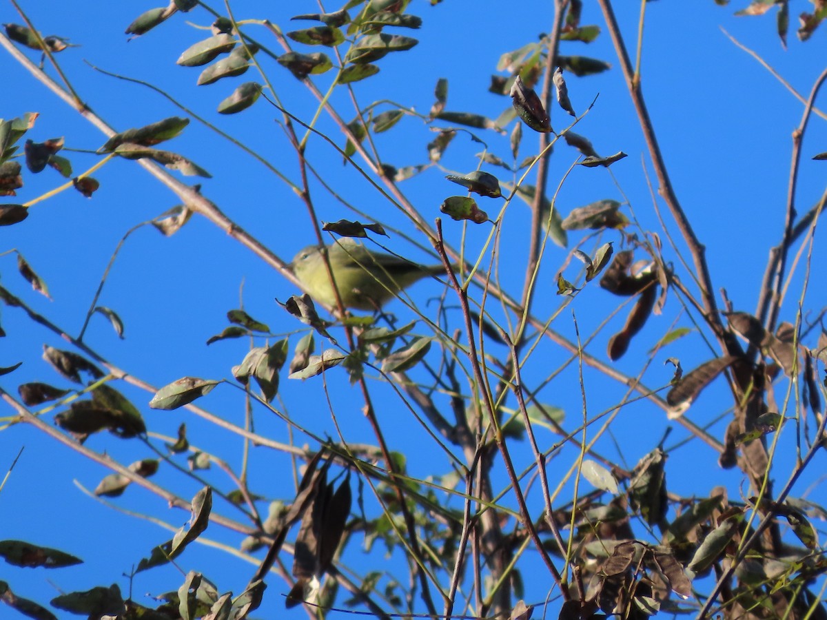 Orange-crowned Warbler - Woody & Rae Dubois