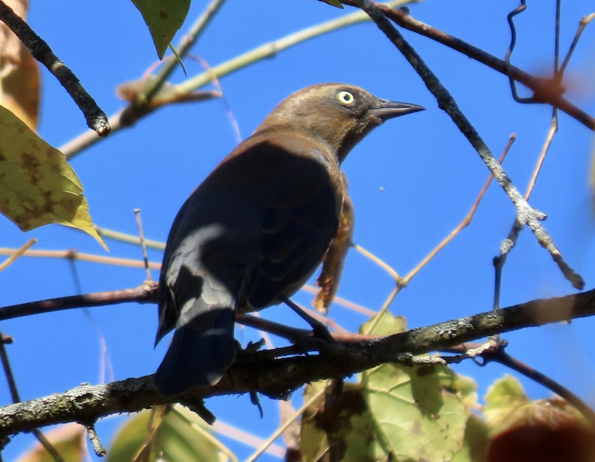 Rusty Blackbird - ML610323745