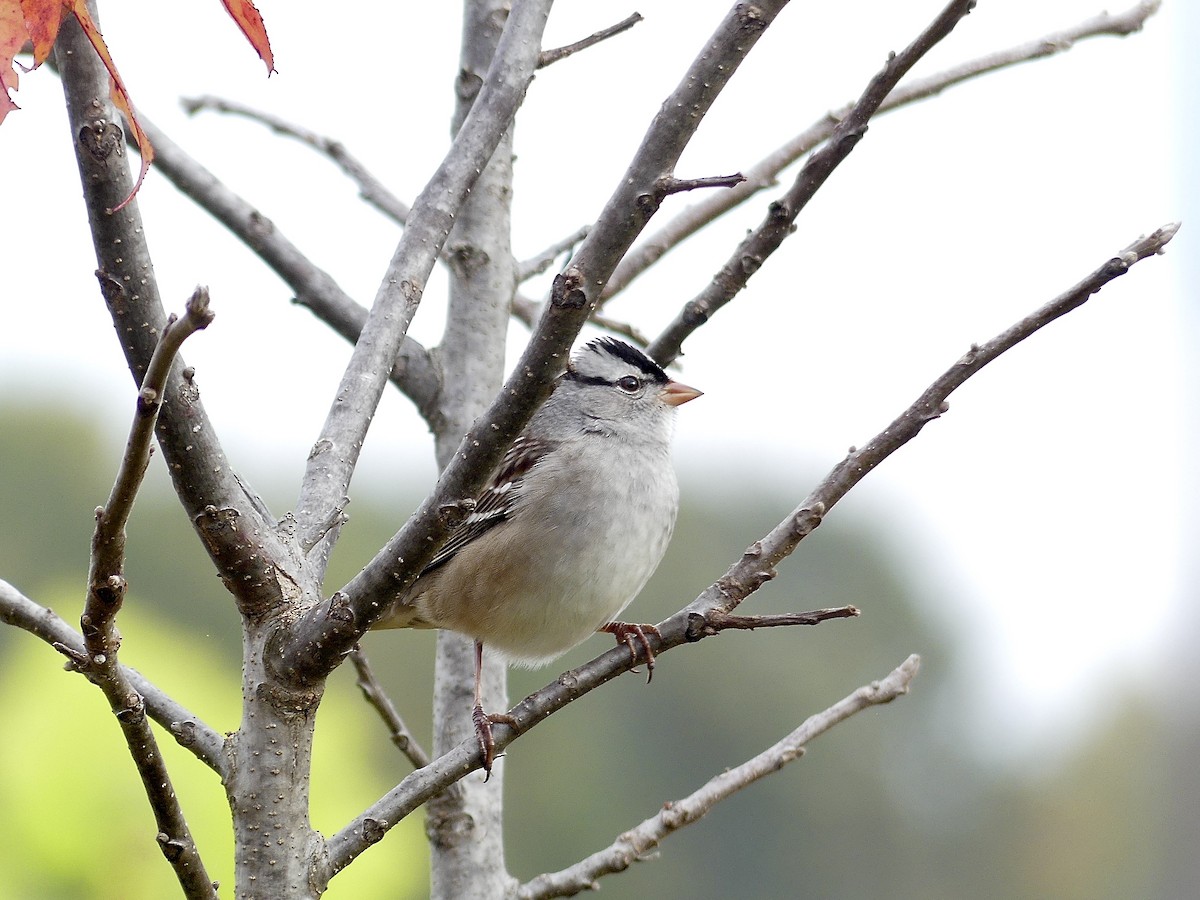 White-crowned Sparrow - ML610323888