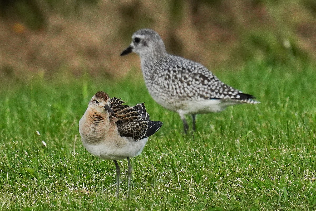 Ruff - Tina Randell 🐦