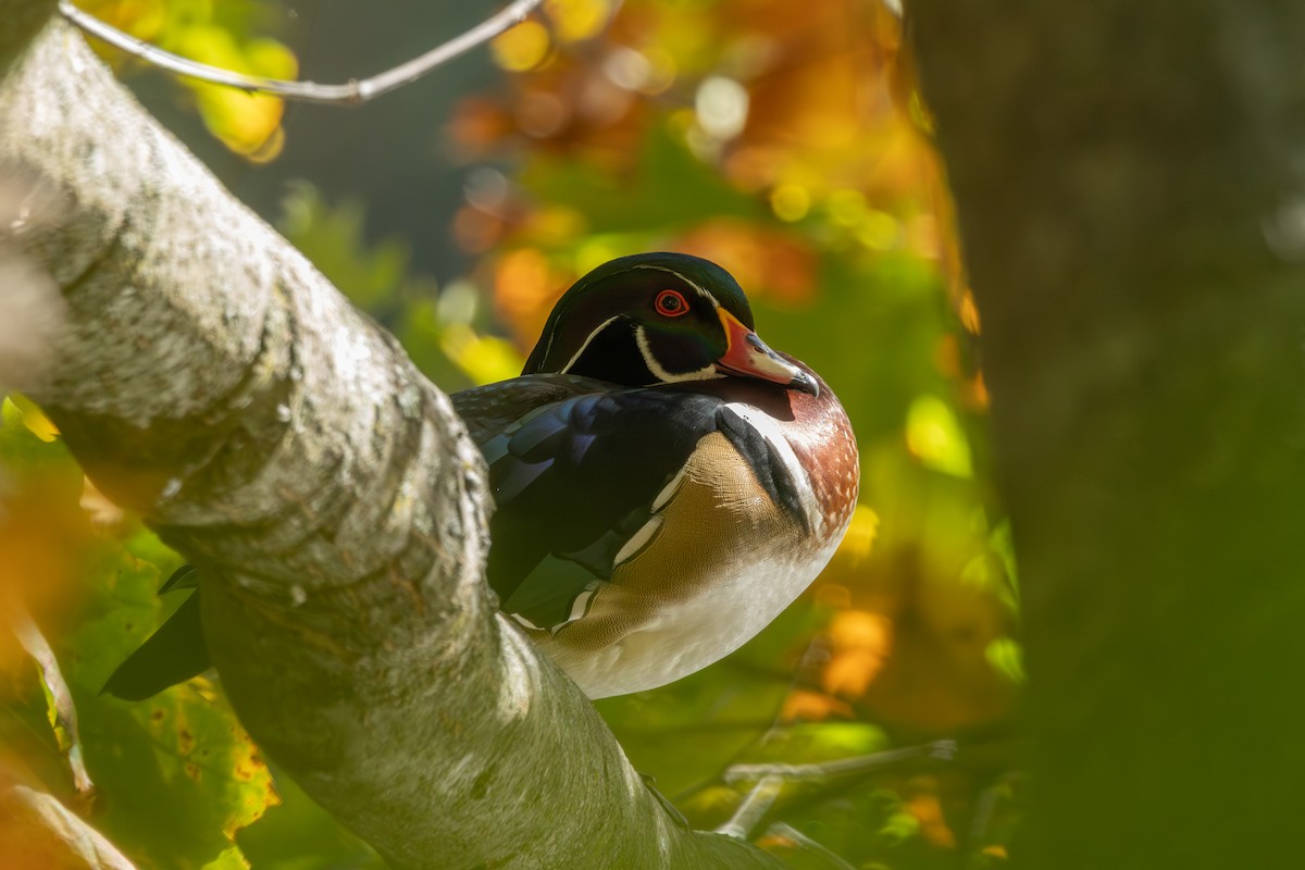 Wood Duck - R Brodell