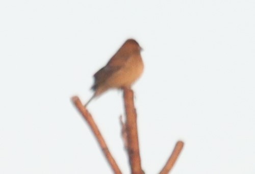 Blue Grosbeak - ML610324294