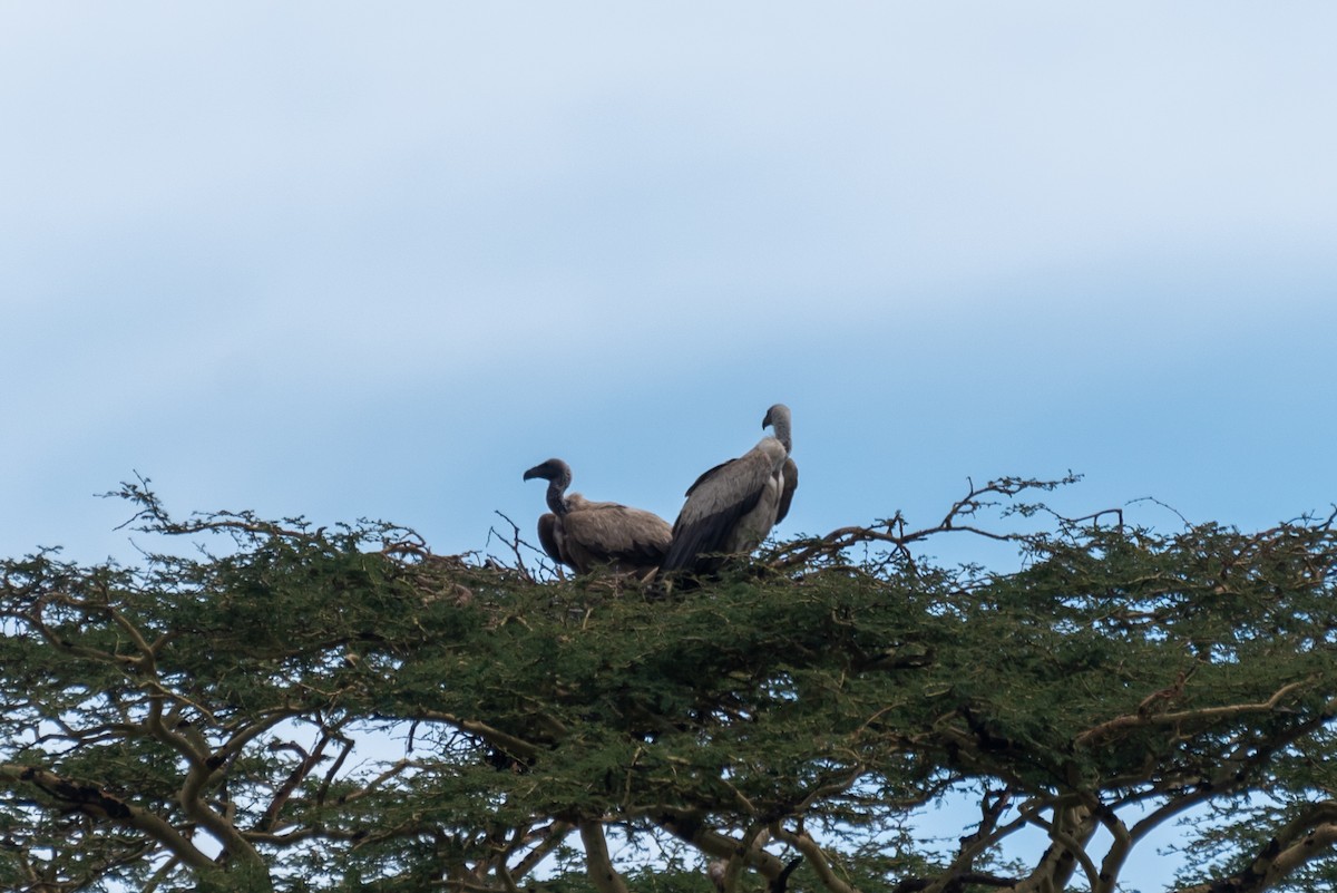 White-backed Vulture - ML610324362