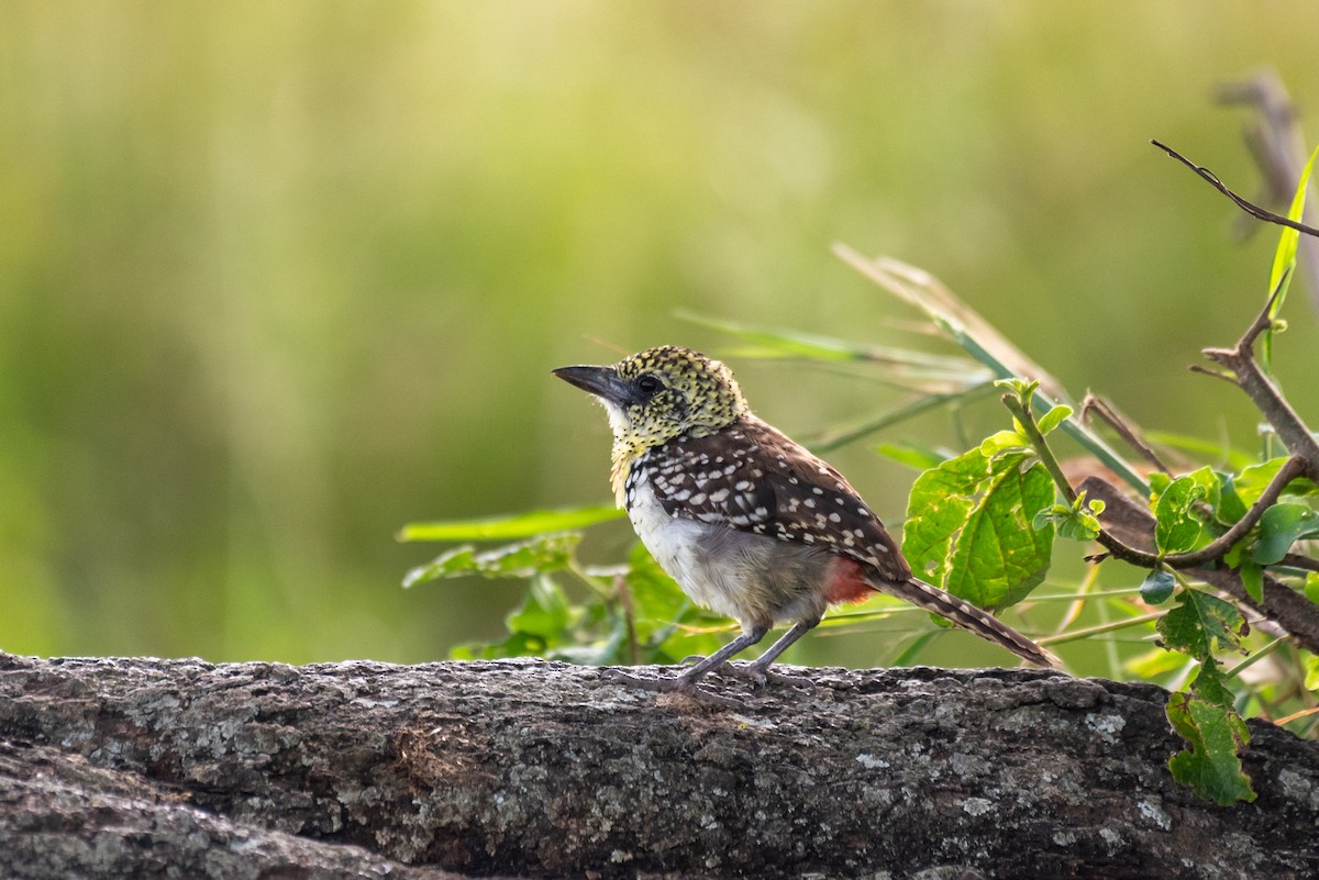 D'Arnaud's Barbet - ML610324367