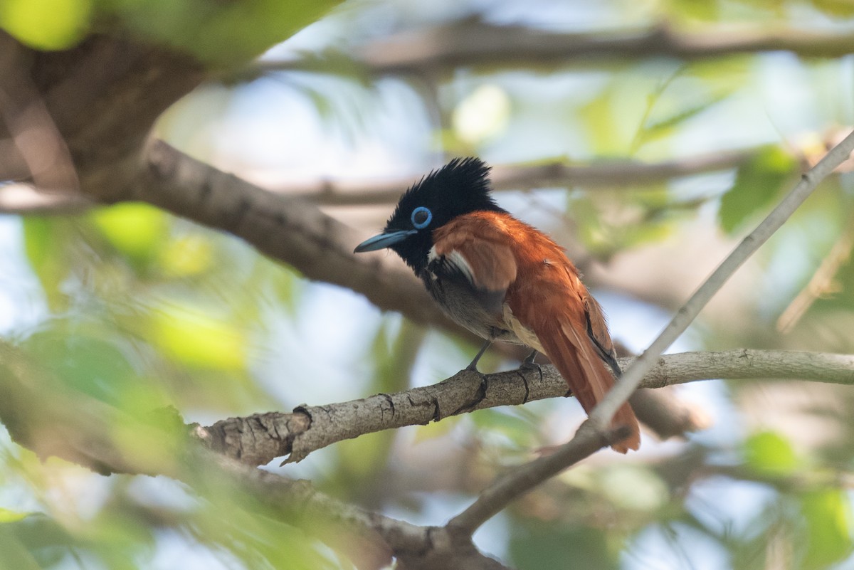 African Paradise-Flycatcher - ML610324373