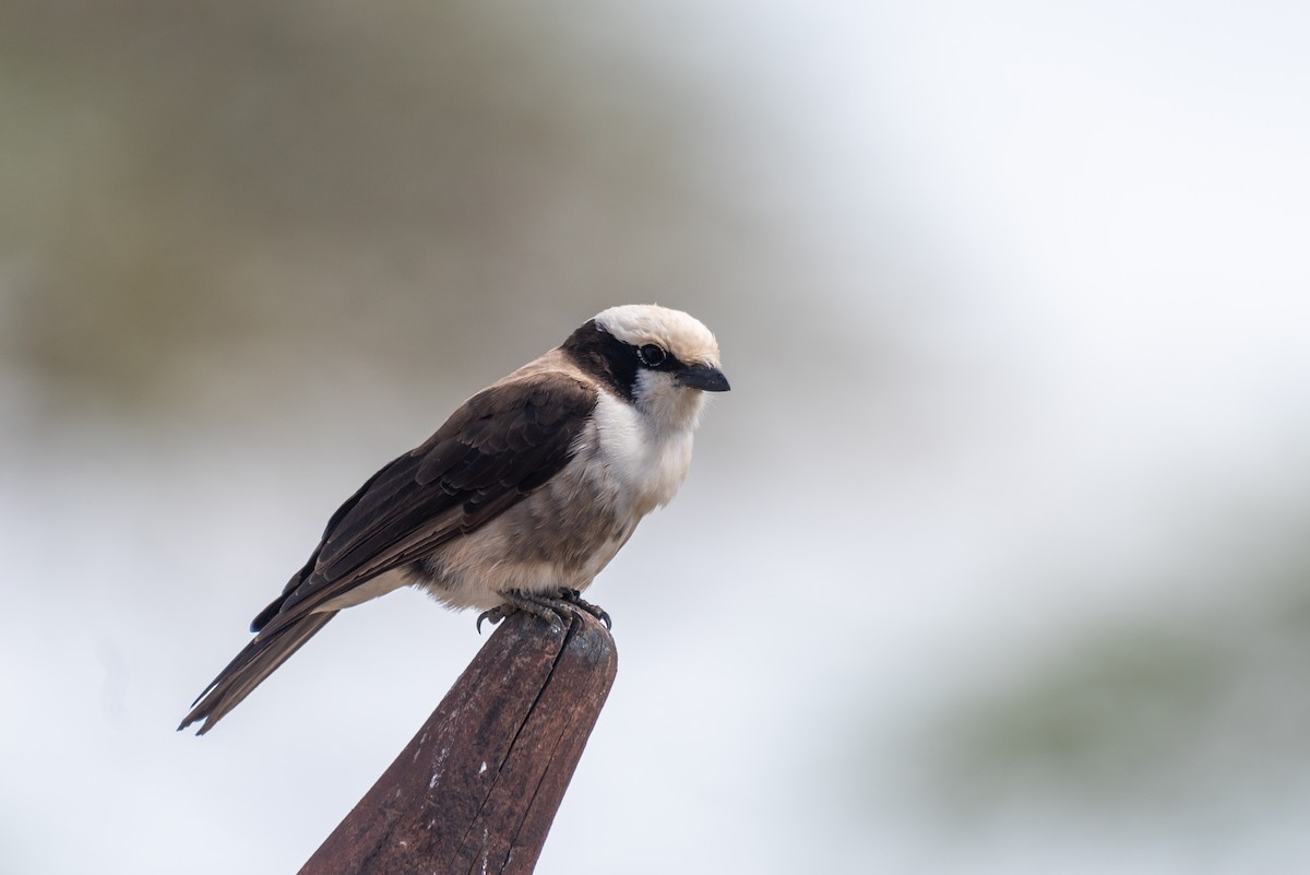 White-rumped Shrike - ML610324378