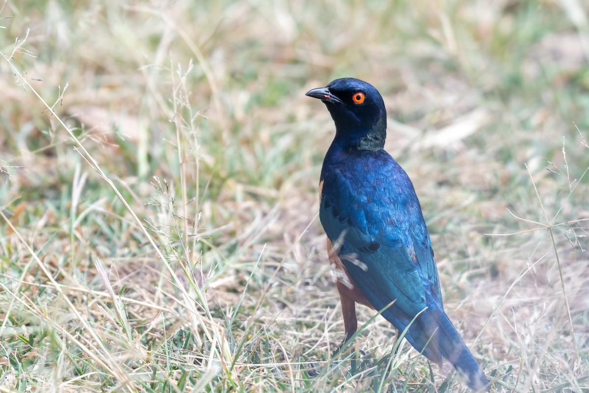 Hildebrandt's Starling - ML610324393